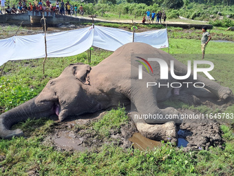 Villagers and forest guards stand near a wild elephant after it is found dead in a nearby paddy field in Dudhia village on the outskirts of...