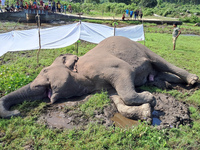 Villagers and forest guards stand near a wild elephant after it is found dead in a nearby paddy field in Dudhia village on the outskirts of...