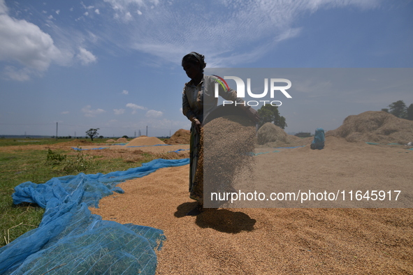 A woman dry harvests rice from a paddy field in Burha Mayong village, Morigaon district, Assam, India, on June 5, 2018. 