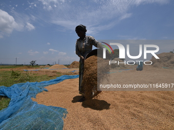 A woman dry harvests rice from a paddy field in Burha Mayong village, Morigaon district, Assam, India, on June 5, 2018. (