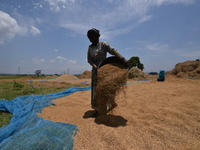 A woman dry harvests rice from a paddy field in Burha Mayong village, Morigaon district, Assam, India, on June 5, 2018. (