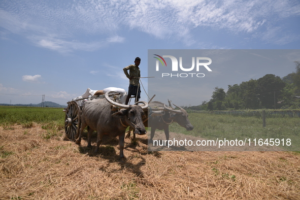 An Indian farmer transports harvested paddy on a cart in Burha Mayong village, Morigaon district, Assam, India, on June 5, 2018. 