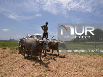 An Indian farmer transports harvested paddy on a cart in Burha Mayong village, Morigaon district, Assam, India, on June 5, 2018. (