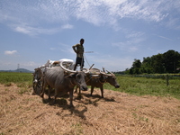 An Indian farmer transports harvested paddy on a cart in Burha Mayong village, Morigaon district, Assam, India, on June 5, 2018. (