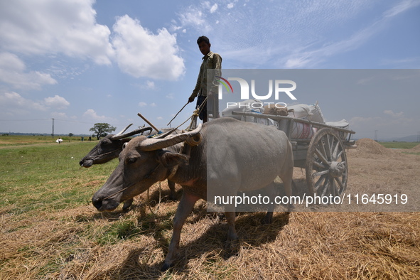 An Indian farmer transports harvested paddy on a cart in Burha Mayong village, Morigaon district, Assam, India, on June 5, 2018. 