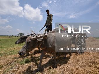 An Indian farmer transports harvested paddy on a cart in Burha Mayong village, Morigaon district, Assam, India, on June 5, 2018. (