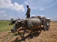 An Indian farmer transports harvested paddy on a cart in Burha Mayong village, Morigaon district, Assam, India, on June 5, 2018. (