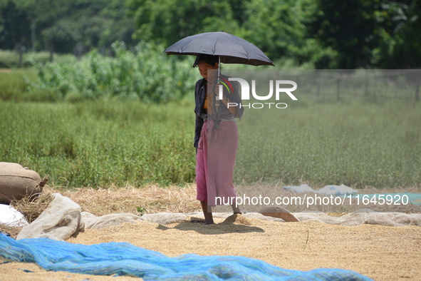 A woman dry harvests rice from a paddy field in Burha Mayong village, Morigaon district, Assam, India, on June 5, 2018. 