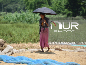 A woman dry harvests rice from a paddy field in Burha Mayong village, Morigaon district, Assam, India, on June 5, 2018. (