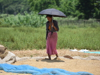 A woman dry harvests rice from a paddy field in Burha Mayong village, Morigaon district, Assam, India, on June 5, 2018. (