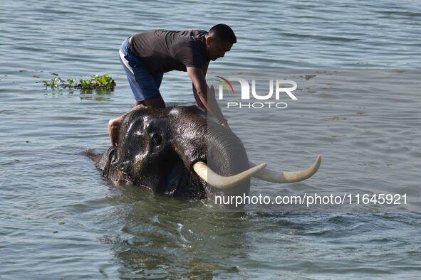 An Indian mahout gives a bath to elephants at Pobitora Wildlife Sanctuary in Morigaon district, Assam, India, on June 5, 2018. 