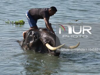 An Indian mahout gives a bath to elephants at Pobitora Wildlife Sanctuary in Morigaon district, Assam, India, on June 5, 2018. (