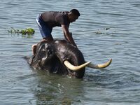 An Indian mahout gives a bath to elephants at Pobitora Wildlife Sanctuary in Morigaon district, Assam, India, on June 5, 2018. (