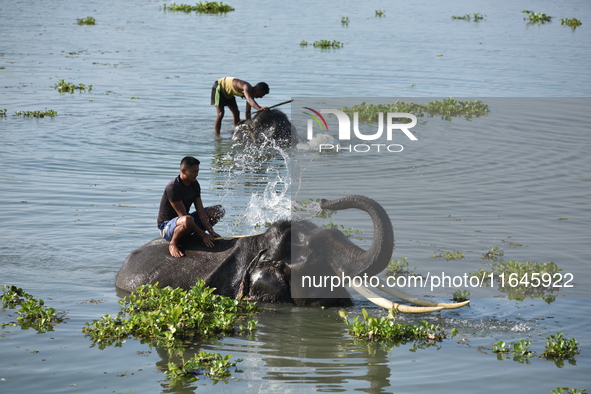 An Indian mahout gives a bath to elephants at Pobitora Wildlife Sanctuary in Morigaon district, Assam, India, on June 5, 2018. 