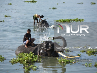 An Indian mahout gives a bath to elephants at Pobitora Wildlife Sanctuary in Morigaon district, Assam, India, on June 5, 2018. (