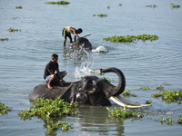 An Indian mahout gives a bath to elephants at Pobitora Wildlife Sanctuary in Morigaon district, Assam, India, on June 5, 2018. (