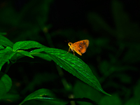 The Chestnut Bob (Iambrix salsala) is a butterfly belonging to the family Hesperiidae, found in parts of South Asia and Southeast Asia, incl...