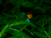 The Chestnut Bob (Iambrix Salsala) Is A Butterfly Belonging To The Family Hesperiidae, That Is Found In Parts Of South Asia And Southeast As...