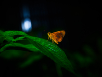 The Chestnut Bob (Iambrix Salsala) Is A Butterfly Belonging To The Family Hesperiidae, That Is Found In Parts Of South Asia And Southeast As...