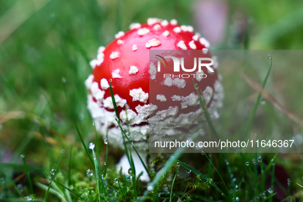 Amanita muscaria mushroom is seen at a garden in Poland on October 6, 2024. 