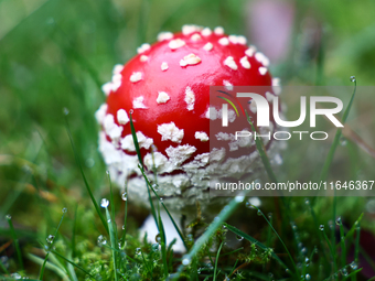 Amanita muscaria mushroom is seen at a garden in Poland on October 6, 2024. (