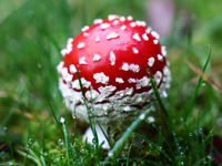 Amanita muscaria mushroom is seen at a garden in Poland on October 6, 2024. (