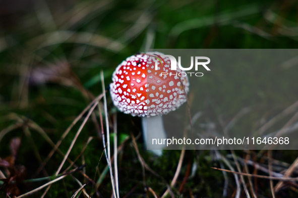 Amanita muscaria mushroom is seen at a garden in Poland on October 6, 2024. 