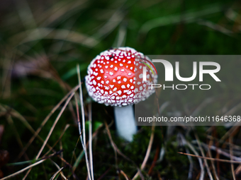 Amanita muscaria mushroom is seen at a garden in Poland on October 6, 2024. (