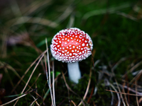 Amanita muscaria mushroom is seen at a garden in Poland on October 6, 2024. (