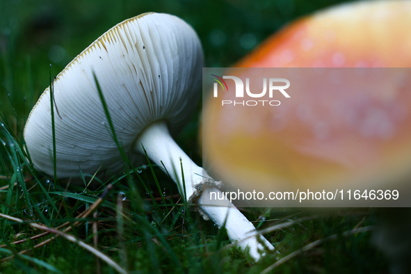 Amanita muscaria mushrooms are seen at a garden in Poland on October 6, 2024. 