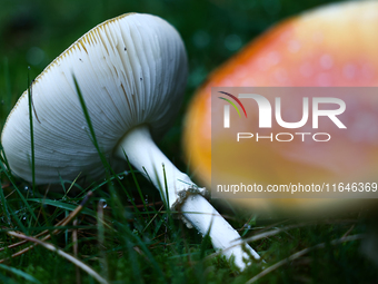 Amanita muscaria mushrooms are seen at a garden in Poland on October 6, 2024. (