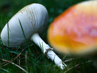 Amanita muscaria mushrooms are seen at a garden in Poland on October 6, 2024. (