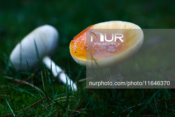 Amanita muscaria mushrooms are seen at a garden in Poland on October 6, 2024. 