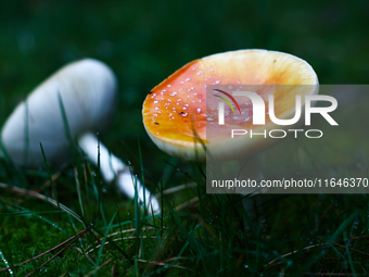 Amanita muscaria mushrooms are seen at a garden in Poland on October 6, 2024. (