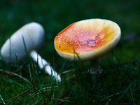 Amanita muscaria mushrooms are seen at a garden in Poland on October 6, 2024. (