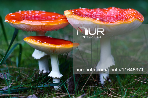 Amanita muscaria mushrooms are seen at a garden in Poland on October 6, 2024. 