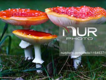 Amanita muscaria mushrooms are seen at a garden in Poland on October 6, 2024. (