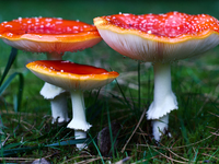 Amanita muscaria mushrooms are seen at a garden in Poland on October 6, 2024. (