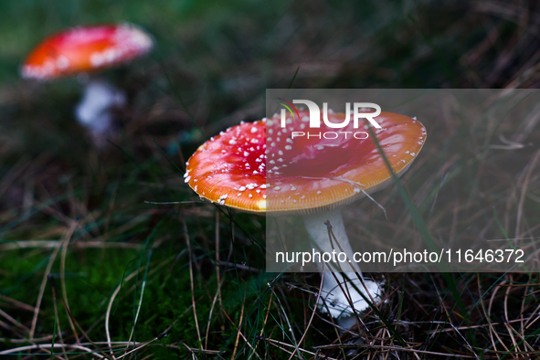 Amanita muscaria mushrooms are seen at a garden in Poland on October 6, 2024. 