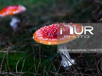 Amanita muscaria mushrooms are seen at a garden in Poland on October 6, 2024. (