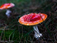 Amanita muscaria mushrooms are seen at a garden in Poland on October 6, 2024. (