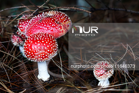 Amanita muscaria mushrooms are seen at a garden in Poland on October 6, 2024. 