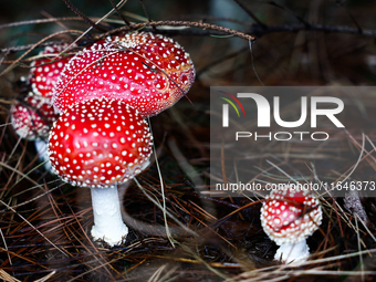 Amanita muscaria mushrooms are seen at a garden in Poland on October 6, 2024. (