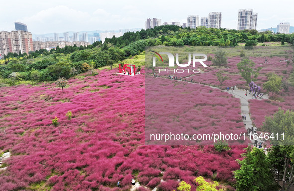 Visitors play in the pink grass at Guishan Park in Zaozhuang, China, on October 6, 2024. 