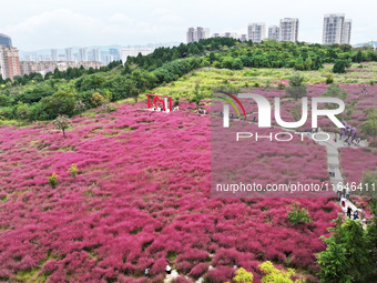 Visitors play in the pink grass at Guishan Park in Zaozhuang, China, on October 6, 2024. (