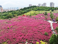 Visitors play in the pink grass at Guishan Park in Zaozhuang, China, on October 6, 2024. (