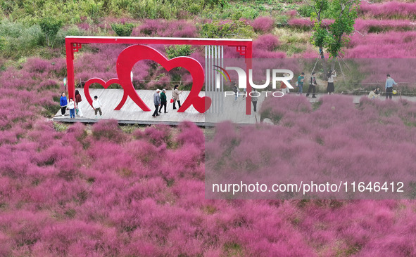 Visitors play in the pink grass at Guishan Park in Zaozhuang, China, on October 6, 2024. 