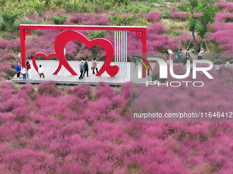 Visitors play in the pink grass at Guishan Park in Zaozhuang, China, on October 6, 2024. (