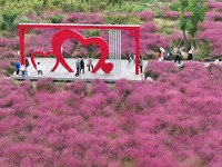 Visitors play in the pink grass at Guishan Park in Zaozhuang, China, on October 6, 2024. (