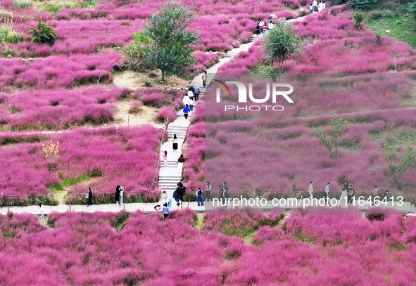 Visitors play in the pink grass at Guishan Park in Zaozhuang, China, on October 6, 2024. 